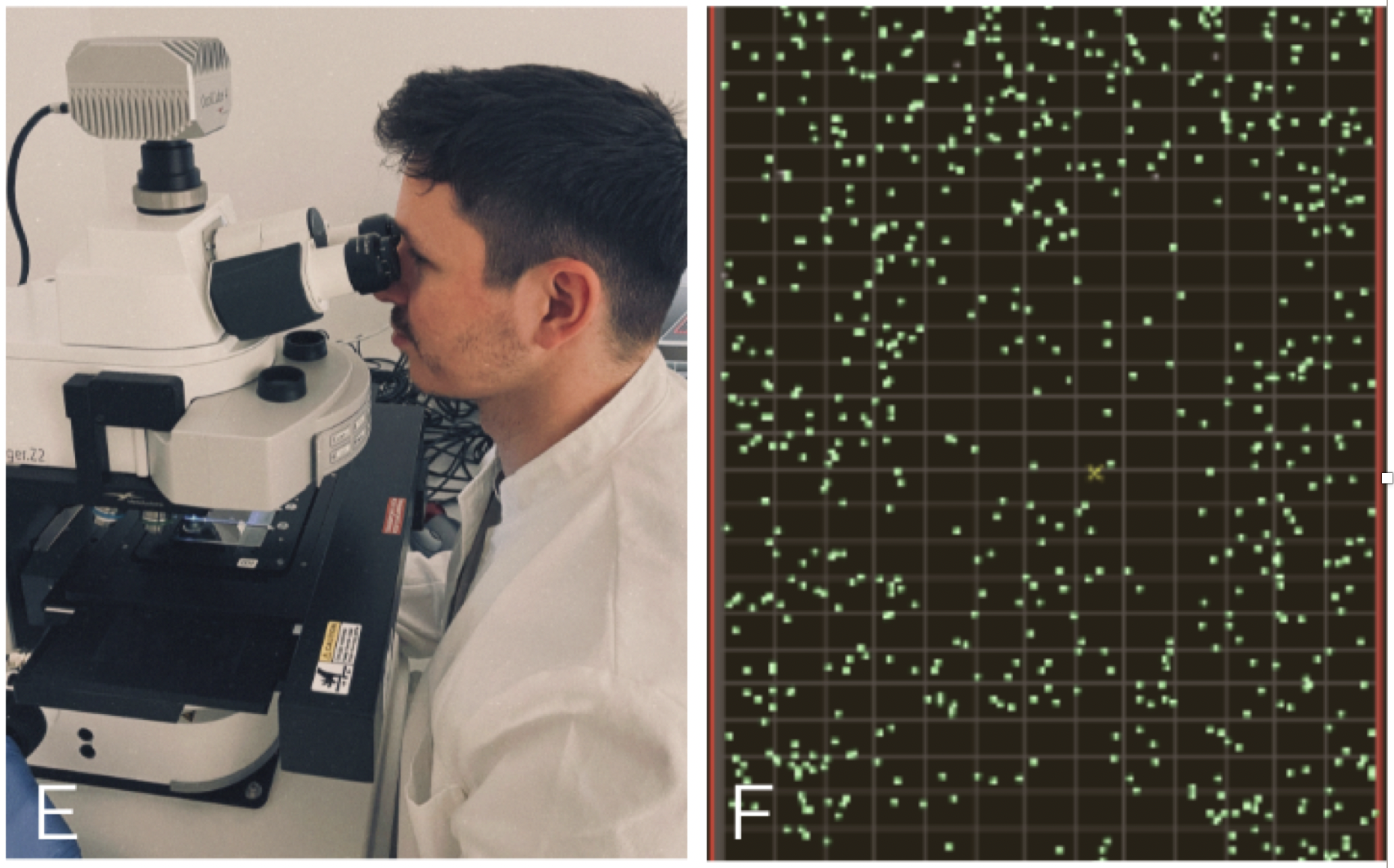 Image of EDIAQI researcher looking at microscope and one of the microscope images