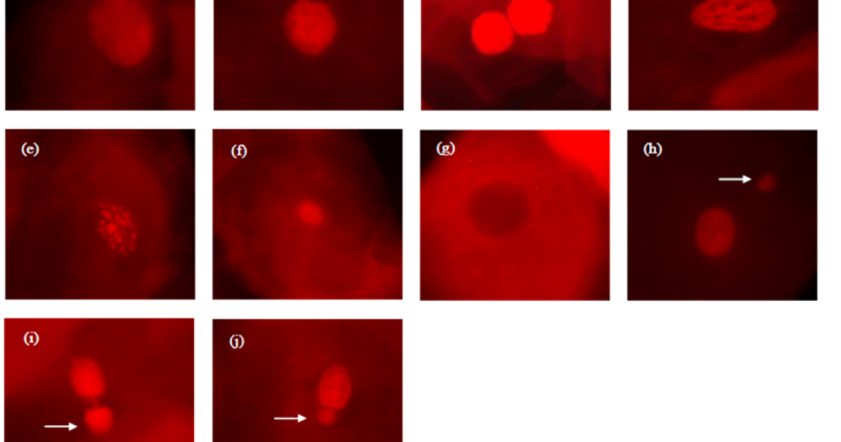 European regions with highest poverty levels are most vulnerable to air ...